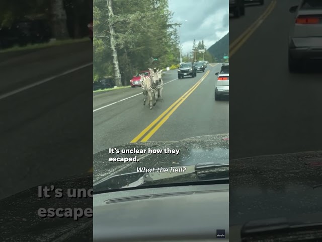 ⁣Zebras run wild along Washington state highway #Shorts