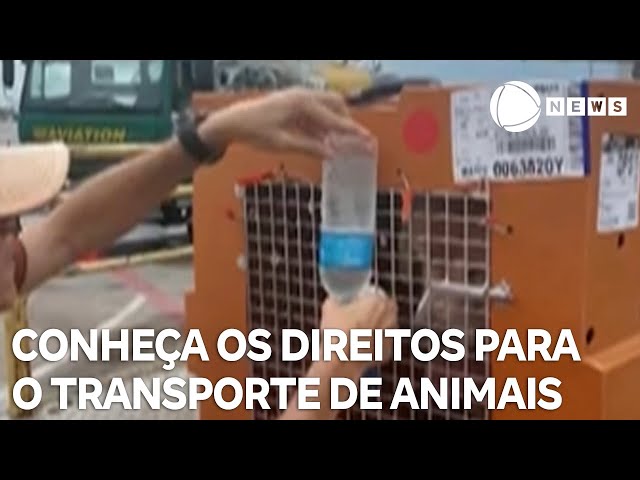 ⁣Conheça os direitos para o transporte de animais em voos