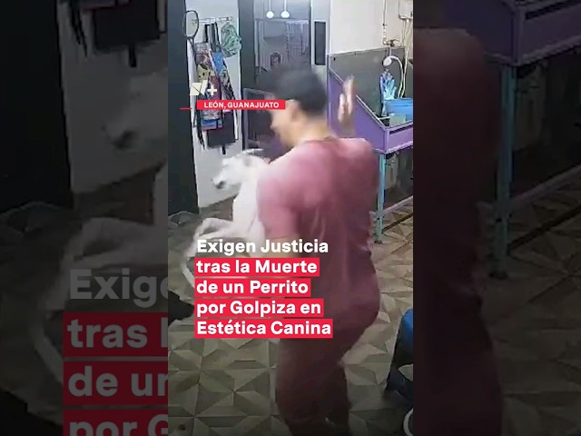⁣Perrito muere tras golpiza en una estética canina #nmas #shorts