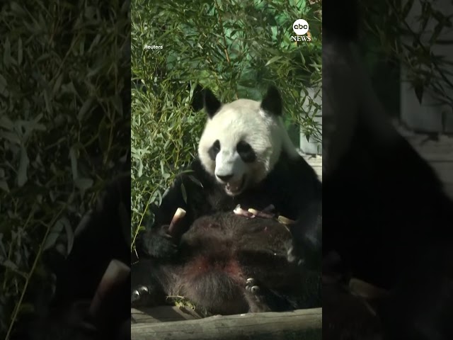 ⁣Moscow Zoo opens outdoor enclosure for giant panda cub