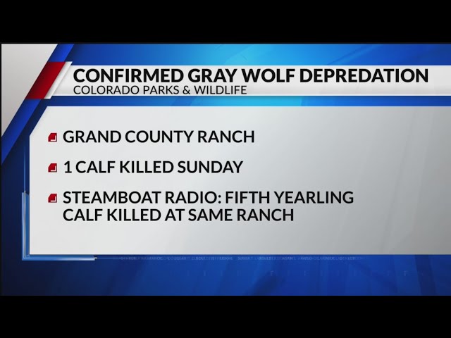 ⁣Wolf kills calf in Grand County