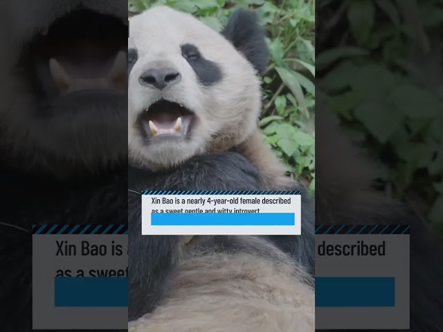 ⁣Meet the pair of giant pandas coming to the San Diego Zoo from China