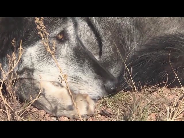 ⁣Polis responds to latest Colorado wolf depredation