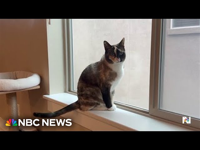 ⁣Cat survives unintended 600-mile journey, living up to its 9 lives