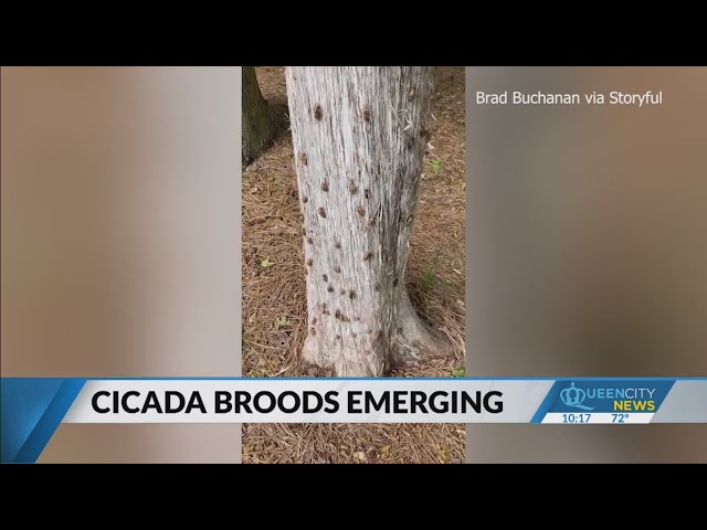 ⁣Cicada broods lead to Union County 911 calls
