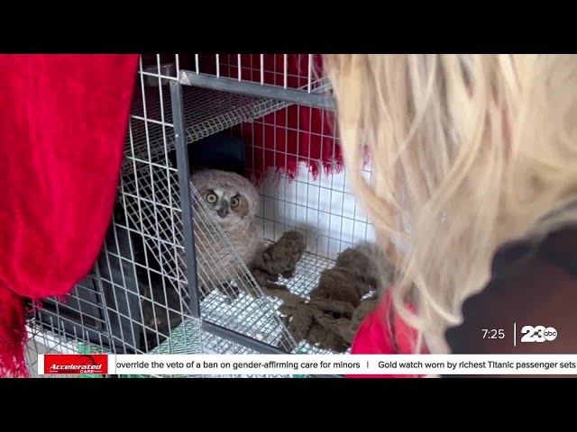 ⁣Cal City community rescues owl