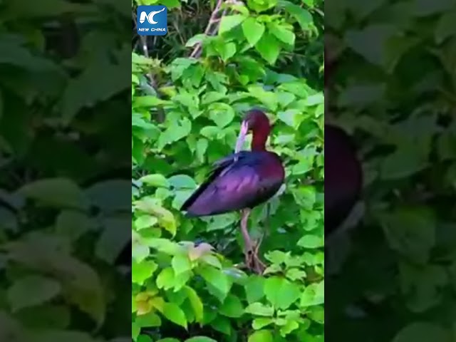 ⁣Rare glossy ibis spotted in S China's Guilin