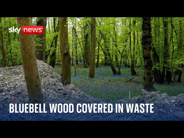 ⁣Ancient bluebell woodland smothered in illegal waste