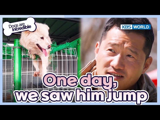 ⁣We saw him jump! [Dogs Are Incredible : EP.217-2] | KBS WORLD TV 240430