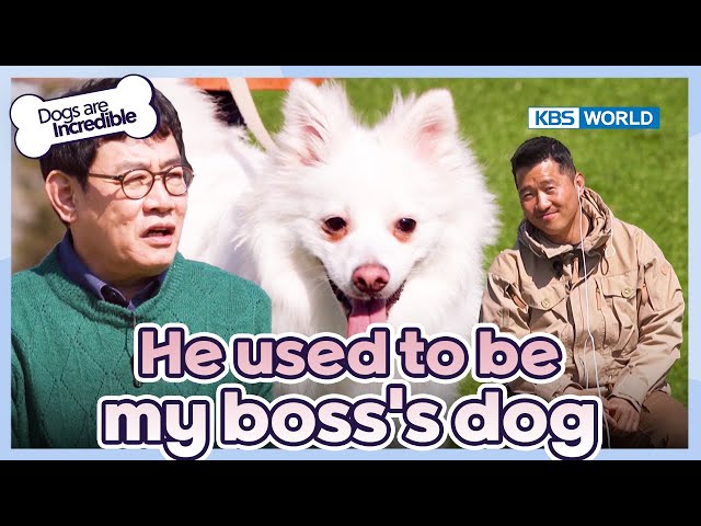 ⁣He used to be my boss's dog.. [Dogs Are Incredible : EP.217-3] | KBS WORLD TV 240430