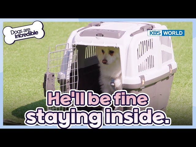 ⁣He'll be fine staying inside. [Dogs Are Incredible : EP.217-4] | KBS WORLD TV 240430