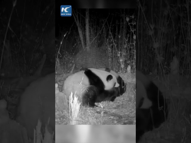 ⁣Rare footage of wild giant pandas mating captured in NW China