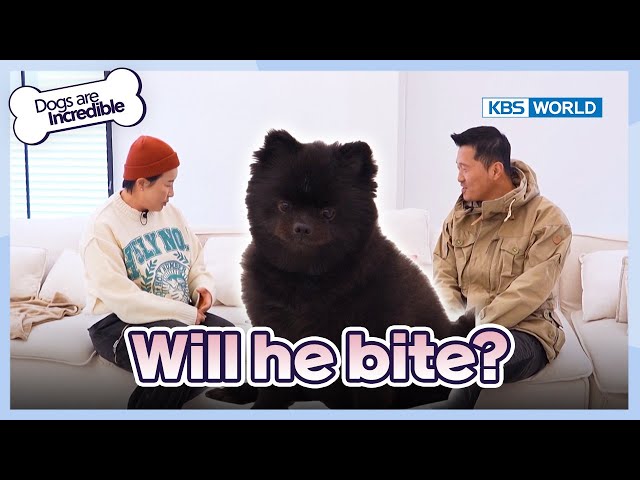 ⁣Will he bite? [Dogs Are Incredible : EP.217-1] | KBS WORLD TV 240430