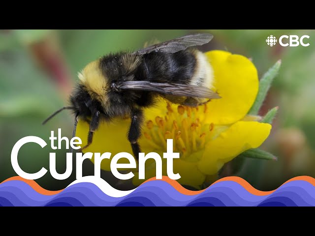 ⁣Does a bee have an inner life? | The Current