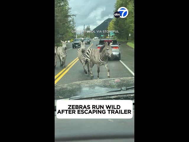 ⁣Zebras run wild on Washington state highway