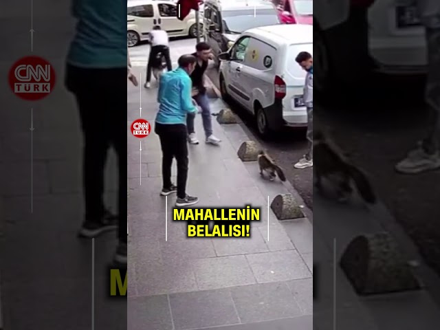 ⁣İsminin Hakkını Veren Kedi: Yedi Bela Hüsnü!