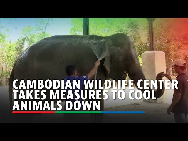 ⁣Cambodian wildlife center takes measures to cool animals down in extreme heat | ABS-CBN News