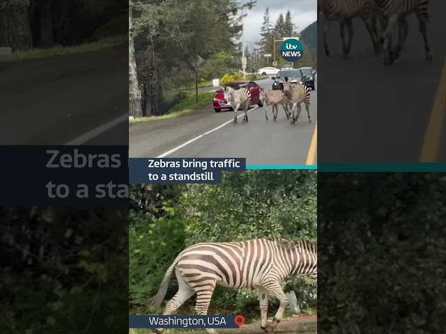 ⁣Four zebras were spotted in Washington after escaping a trailer #itvnews #zebra #usa