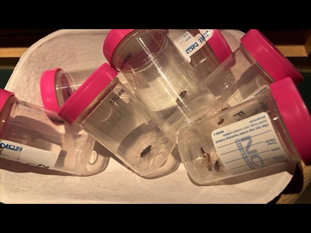 ⁣B.C. hospital infested with cockroaches
