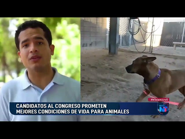 ⁣Candidatos al congreso prometen mejorar las condiciones de animales
