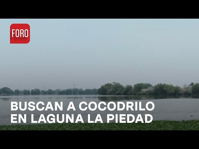 Intentos para capturar cocodrilo de laguna La Piedad, Cuautitlán Izcalli sin éxito - Paralelo 23