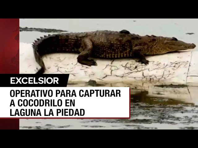 Intenso operativo para capturar a cocodrilo en laguna de Cuatitlán Izcalli