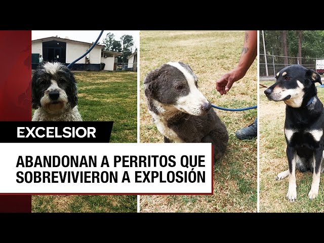 Perritos rescatados en explosión de Tlalpan serán puestos en adopción
