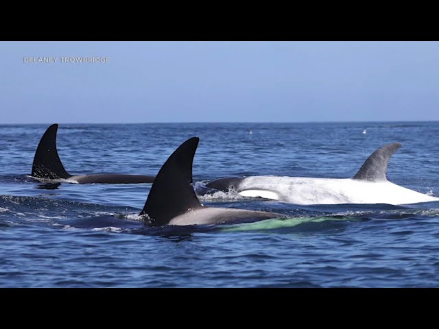 ⁣Rare white killer whale spotted among pod off Newport Beach coast