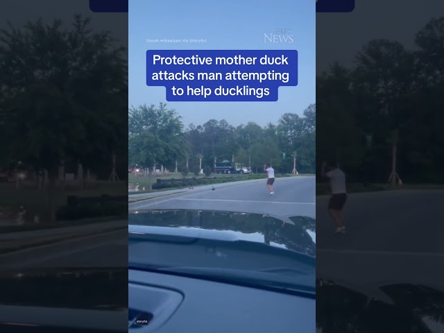 ⁣Protective mother duck attacks man attempting to help ducklings