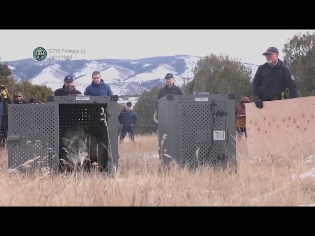 ⁣Colorado stockgrowers get non-lethal wolf deterrent funding