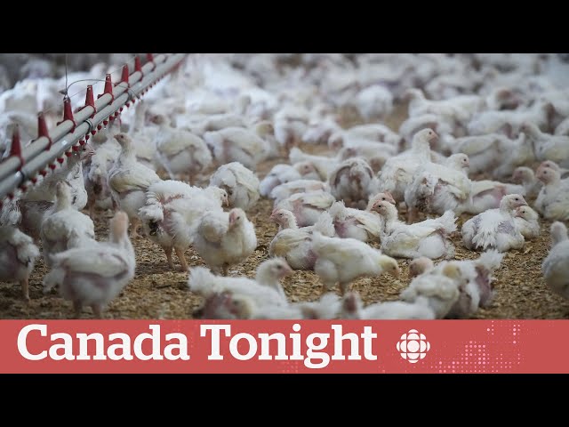 ⁣Canada not staying ahead of avian flu | Canada Tonight