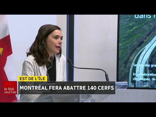 ⁣Montréal fera abattre 140 cerfs