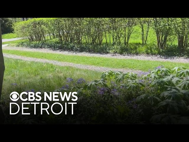 A look in Michigan native plant gardens | Science of Weather