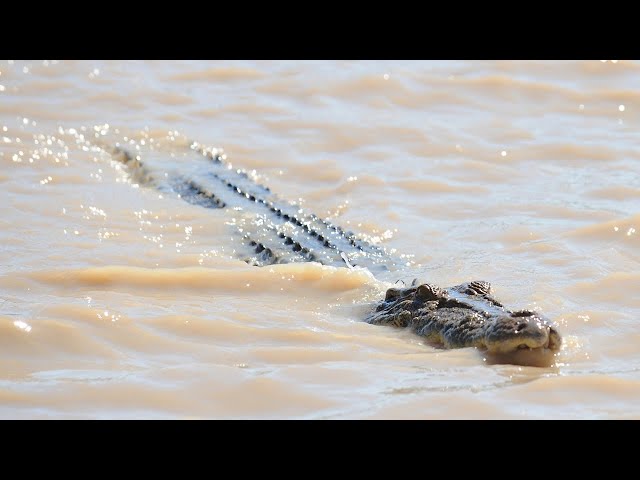 ⁣Three-metre crocodile removed from Berry Springs