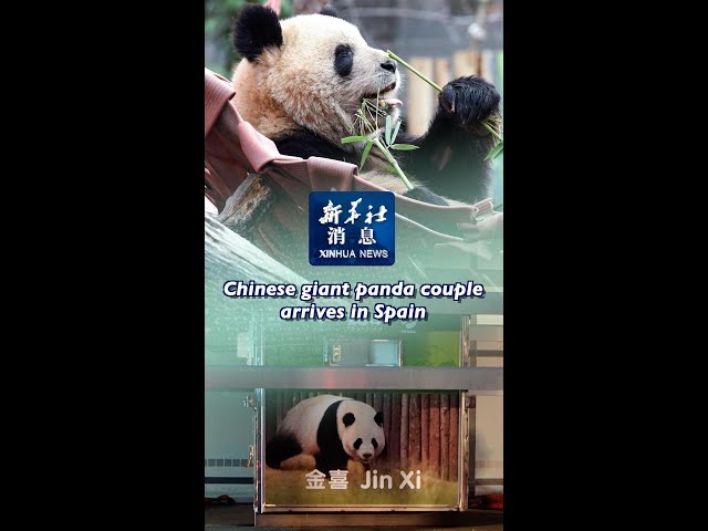 ⁣Xinhua News | Chinese giant panda couple arrives in Spain