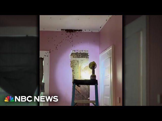 ⁣Toddler’s ‘monster’ behind wall turns out to be massive beehive