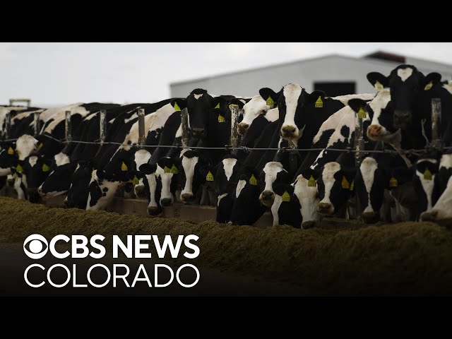⁣Cattle moving between states must be tested for bird flu, commission rules