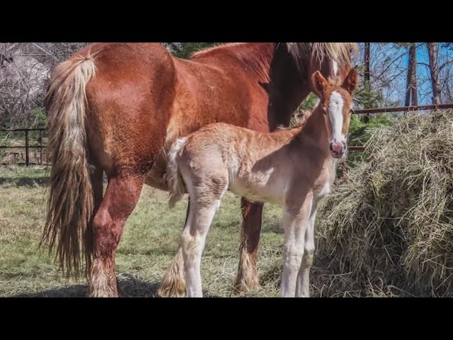 ⁣4-week-old horse missing from Boulder County farm