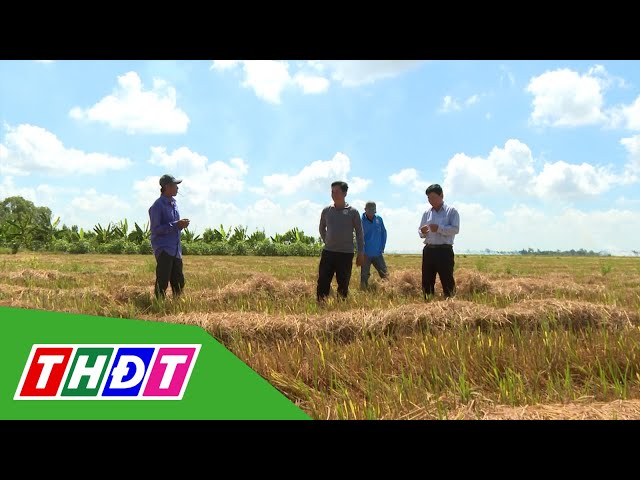 ⁣Hiệu quả từ việc liên kết sản xuất lúa | THDT