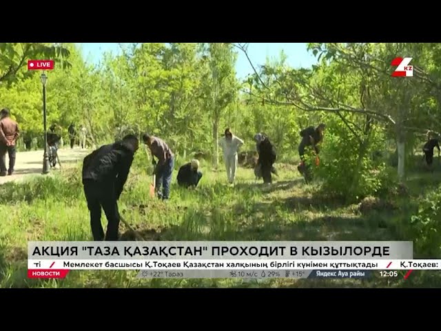 ⁣Массовая посадка деревьев проходит в Кызылорде. LIVE