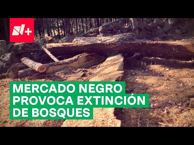 ⁣Tala clandestina para mercado negro provoca extinción de bosques en Querétaro - N+