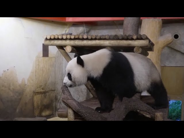 ⁣Chinese giant panda couple arrives in Spain