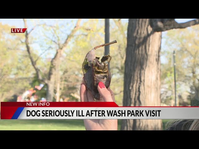 ⁣These trees in Denver’s park system can be toxic to pets