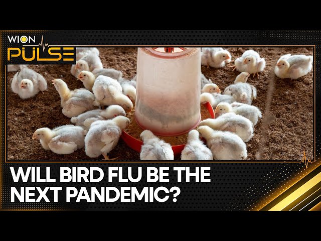 ⁣Bird Flu circulation among cows in at least 9 US states | WION Pulse