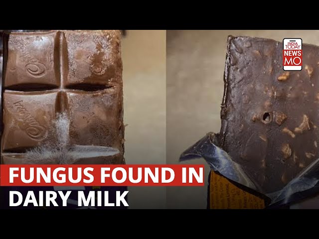 ⁣Hyderabad Resident Finds 'Fungus' In Cadbury Dairy Milk