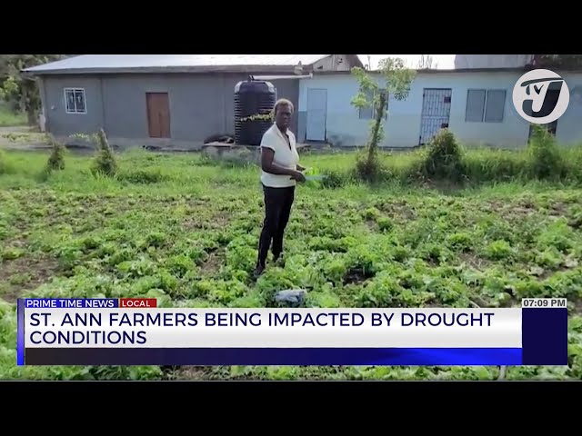 ⁣St. Ann Farmers Being Impacted by Drought Conditions | TVJ News