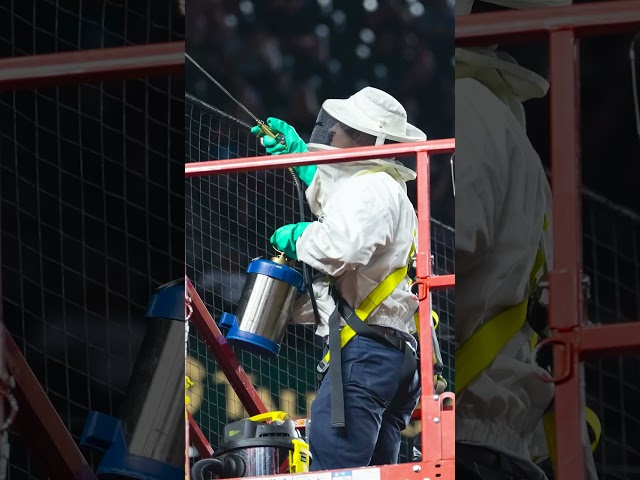 ⁣Beekeeper becomes MVP for removing Chase Field swarm #Shorts