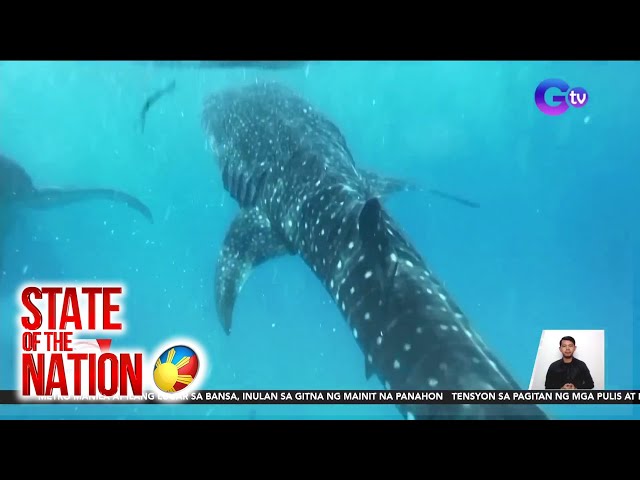 ⁣State of the Nation Part 2 & 3: Whale shark watching; Ulam-Heist ng mga alagang pusa;... atbp.