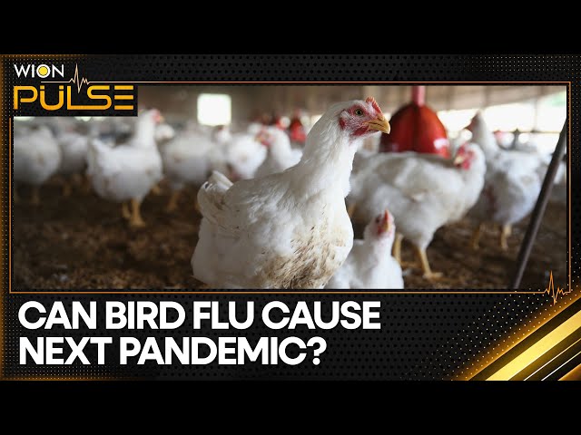 ⁣Bird Flu in US cows: Should the world be worried? | WION Pulse