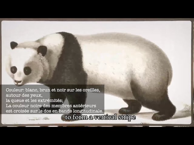 ⁣#AmazingChina | Tracing origins of "panda bond" between China and France